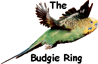Budgie Ring